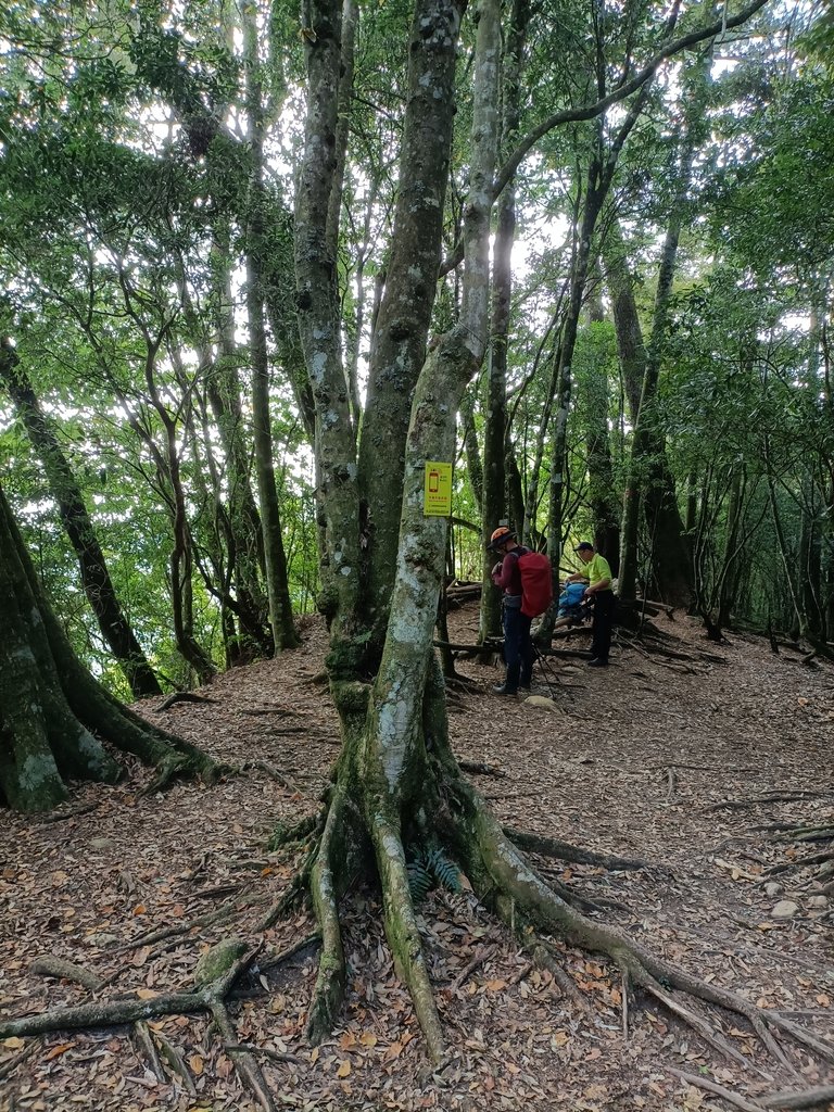 IMG20210205102554.jpg - 竹山  嶺頭山  金柑樹山