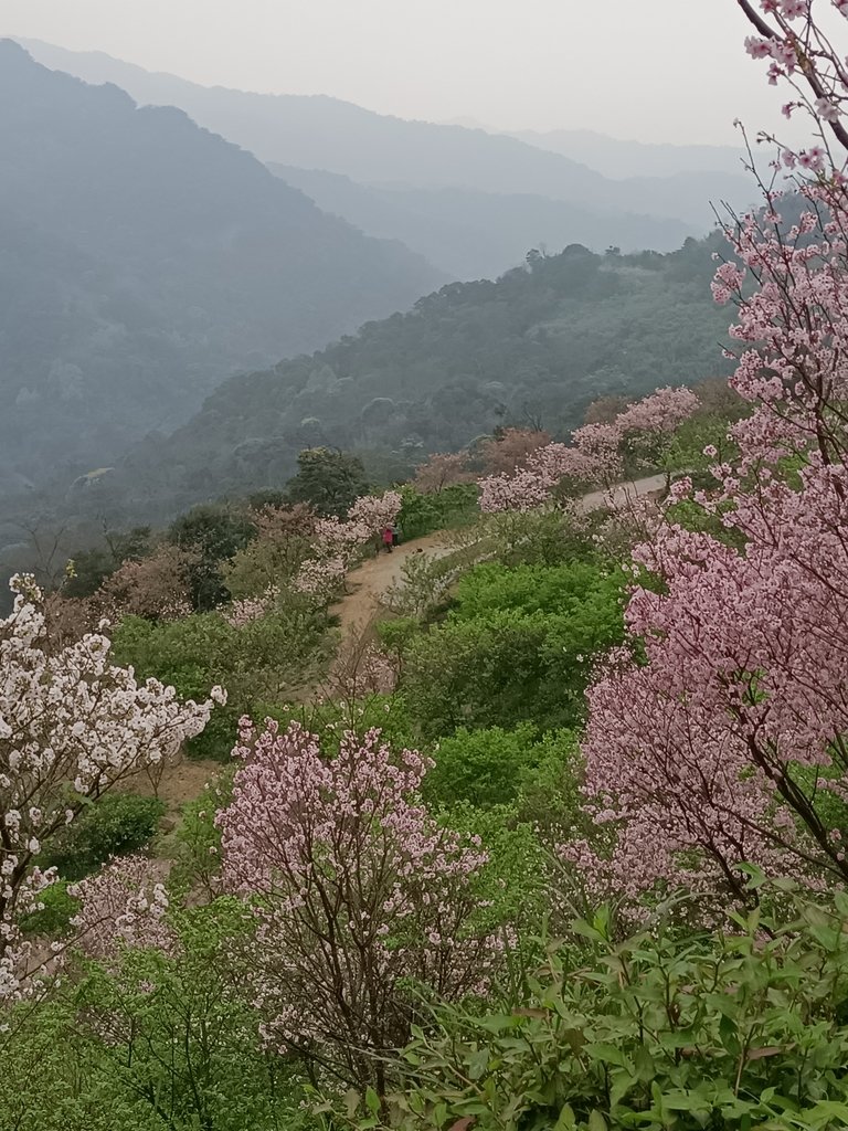 IMG20210226135313.jpg - 三峽  熊空  大熊櫻花林