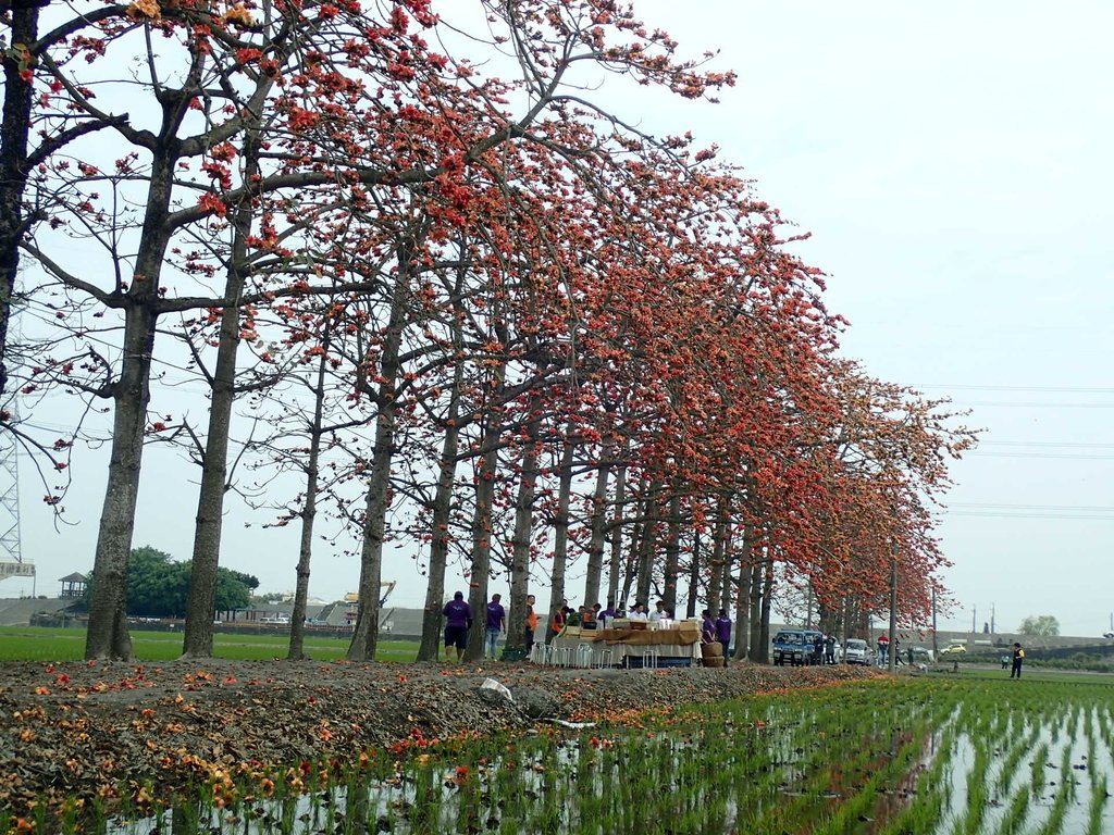 P3066517.JPG - 竹塘  田頭  木棉花道