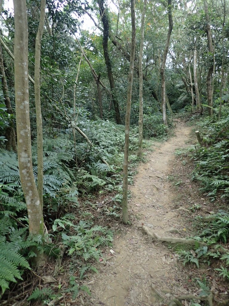 P2168120.JPG - 三峽  鳶山  (福德坑山)