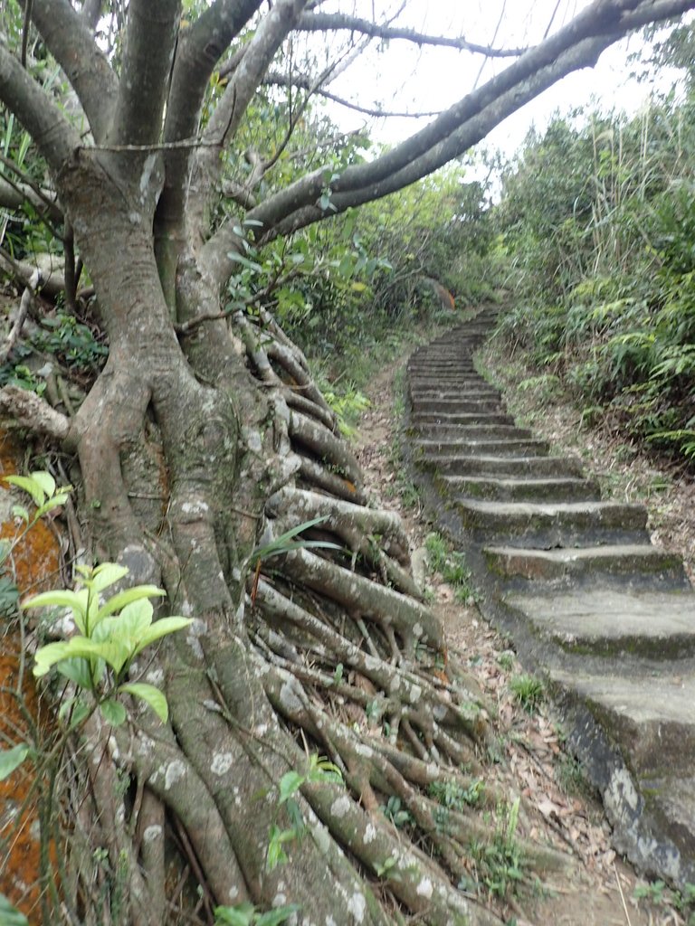 P2288792.JPG - 內湖  大崙尾山