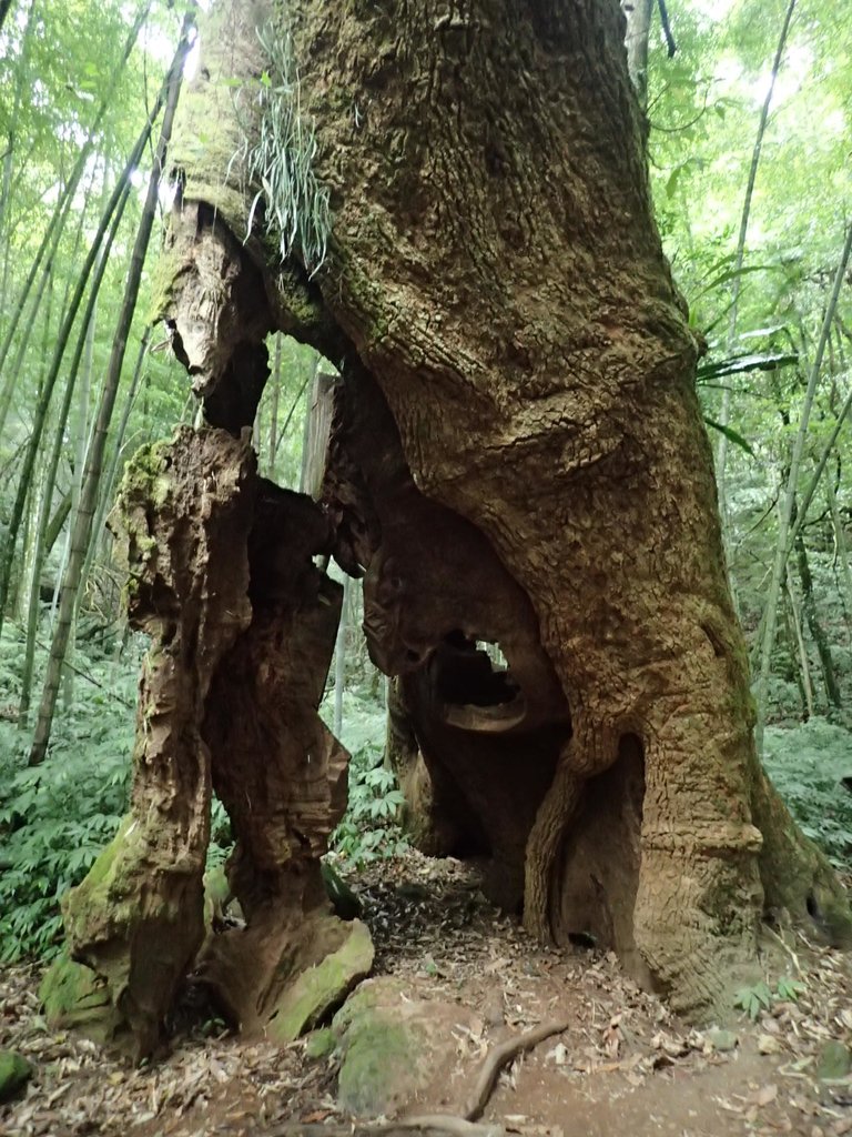 PA231729.JPG - 石壁山  嘉南雲峰步道