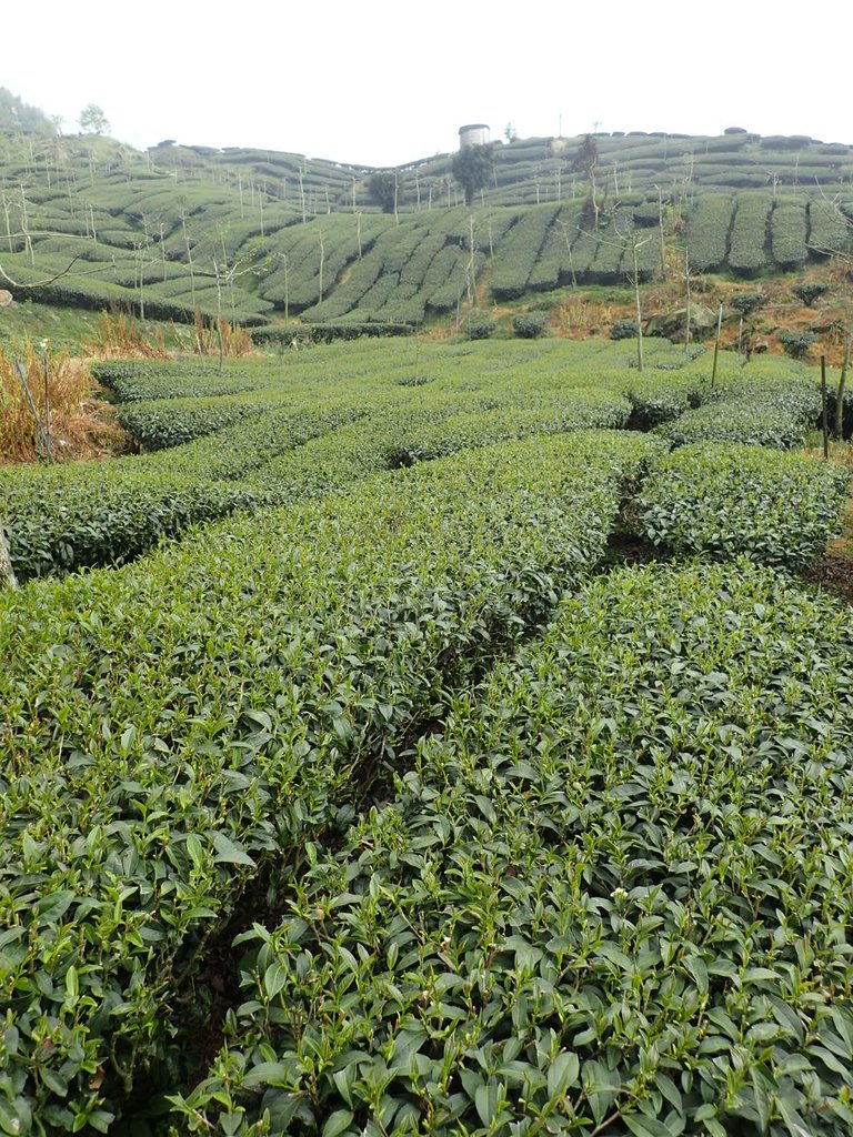 P3257928.JPG - 阿里山  頂石卓茶園之美