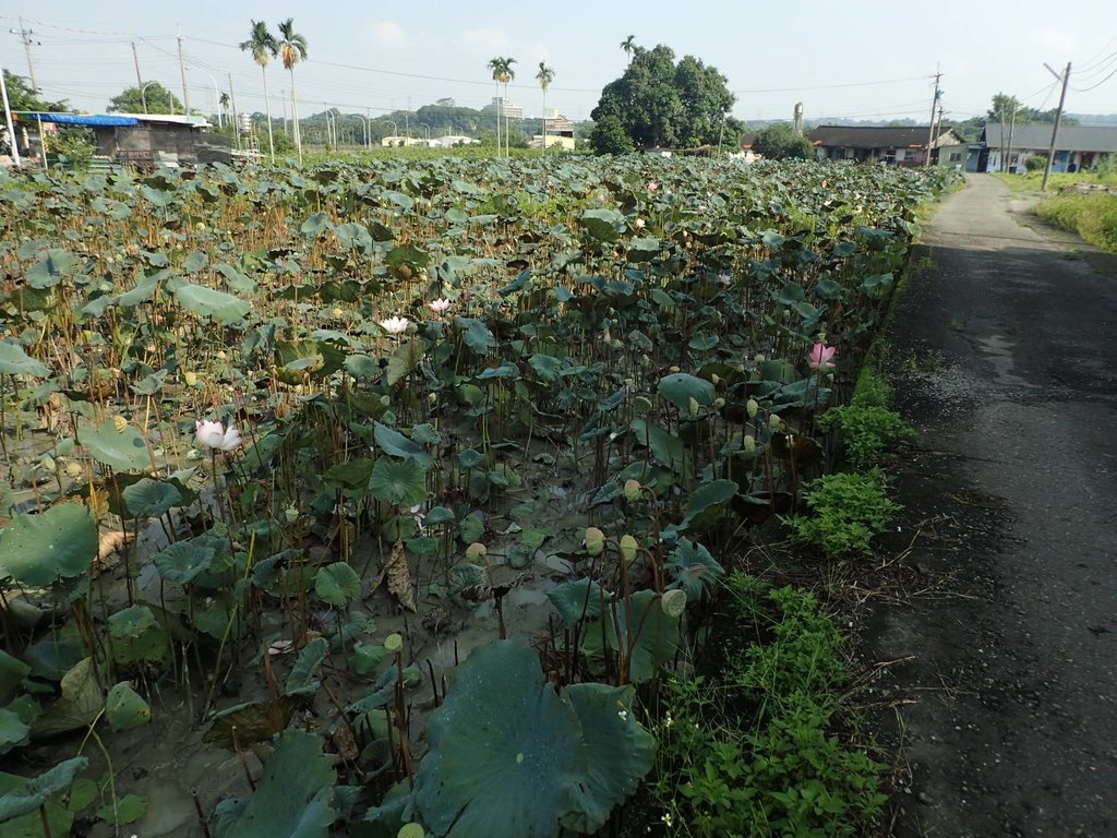 P8045042.JPG - 中埔  義仁村  蓮花池畔