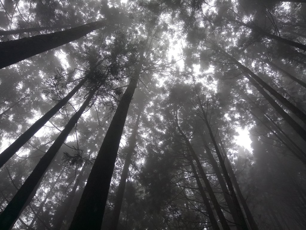 DSC_5303.JPG - 台中  和平  橫嶺山自然步道