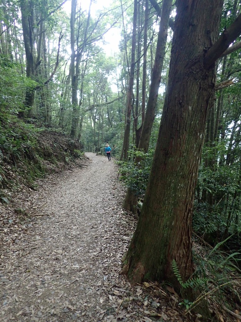 P7235925.JPG - 台中  和平  橫嶺山自然步道