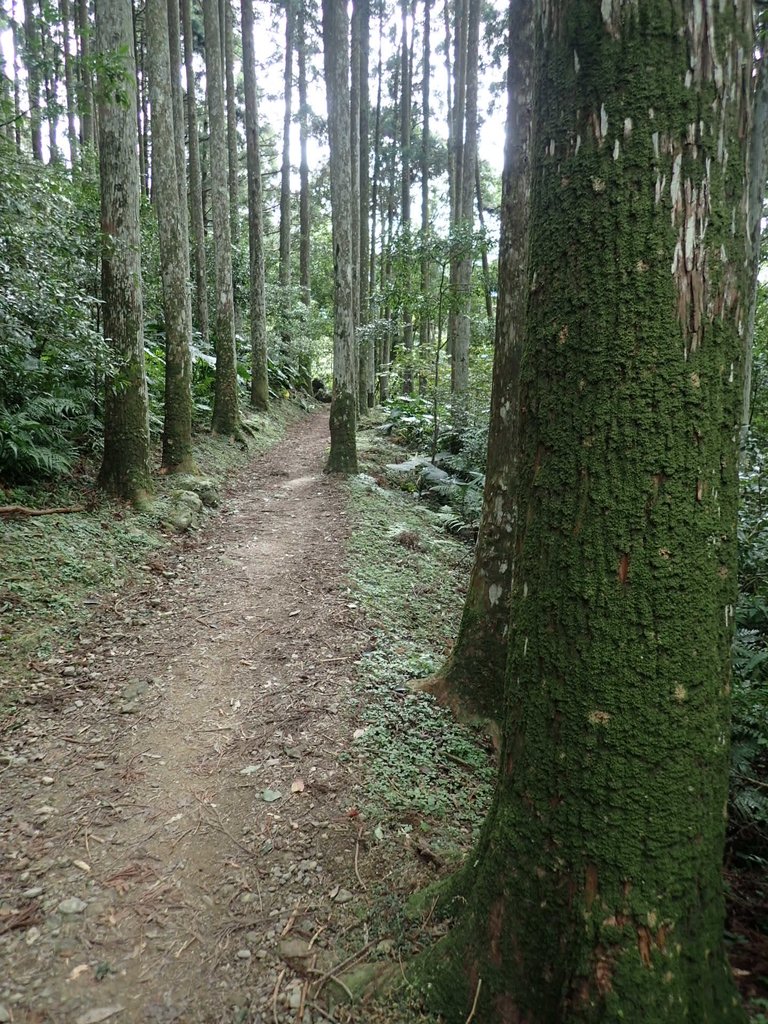 PB257599.JPG - 復興  東滿步道