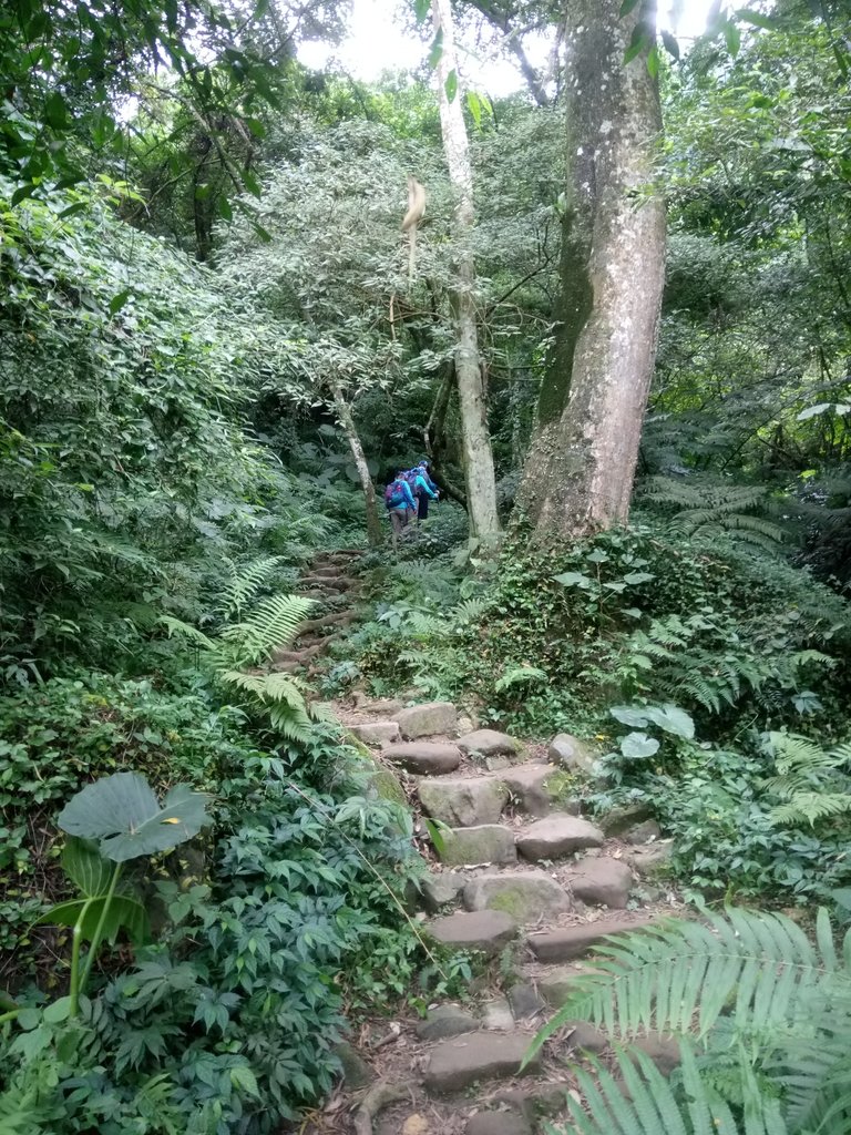 DSC_4858.JPG - 大溪  溪洲山登山步道