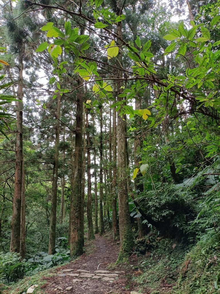 IMG20201215131610.jpg - 東眼山  東滿步道