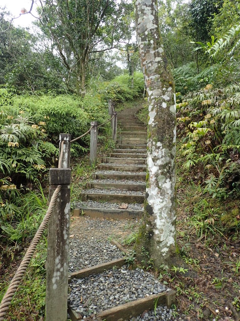 P3170375.JPG - 坪林  鬼子賴尖山