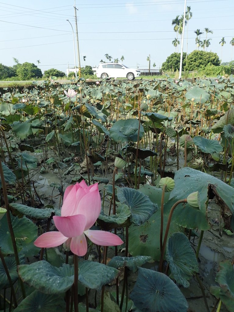 P8045044.JPG - 中埔  義仁村  蓮花池畔