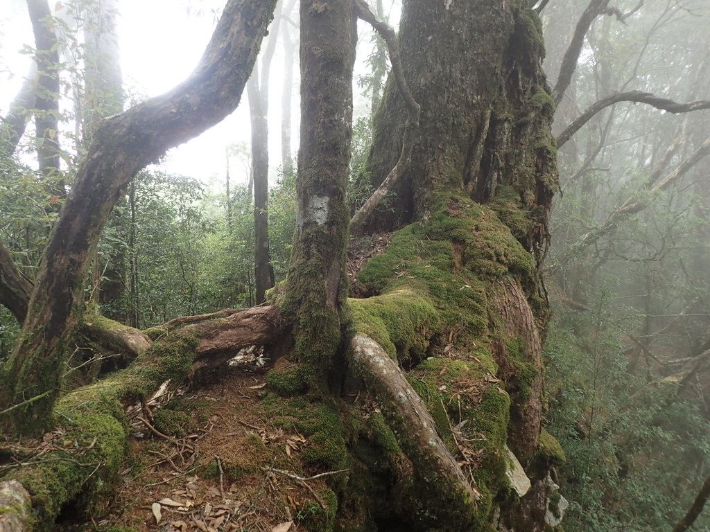 PA185677.JPG - 台中  和平  稍來山南峰