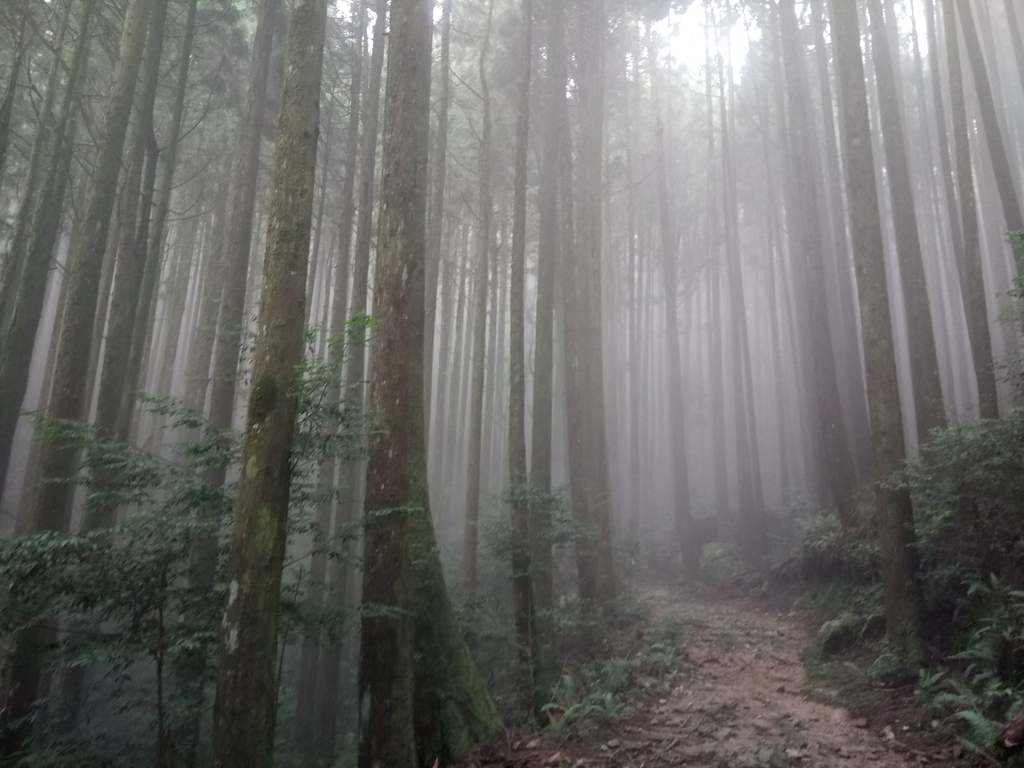 DSC_5304.JPG - 台中  和平  橫嶺山自然步道