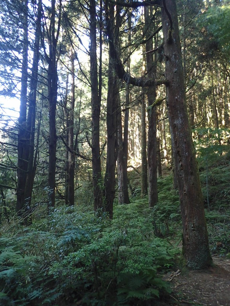 P2056629.JPG - 竹山  嶺頭山  金柑樹山