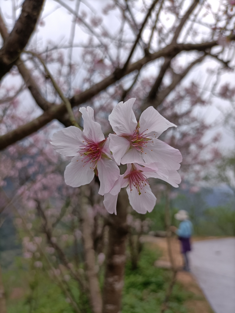 IMG20210226130348.jpg - 三峽  熊空  大熊櫻花林