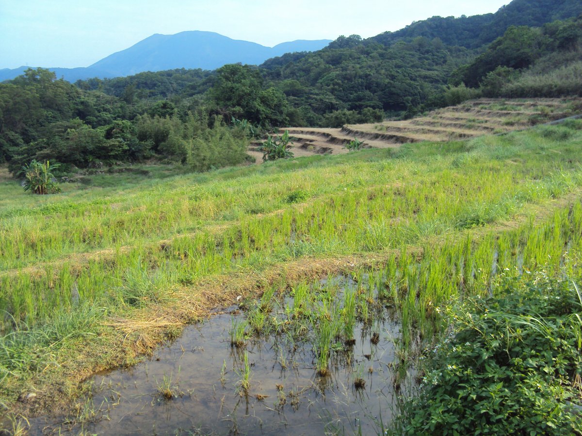 DSC09063.JPG - 金山  葵扇湖田野風光(二) 