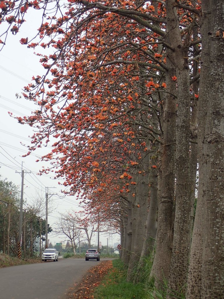 P3066353.JPG - 埤頭  東螺溪  木棉花