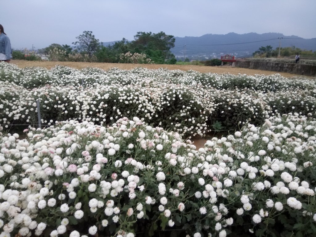 DSC_4834.JPG - 銅鑼  九湖杭菊季