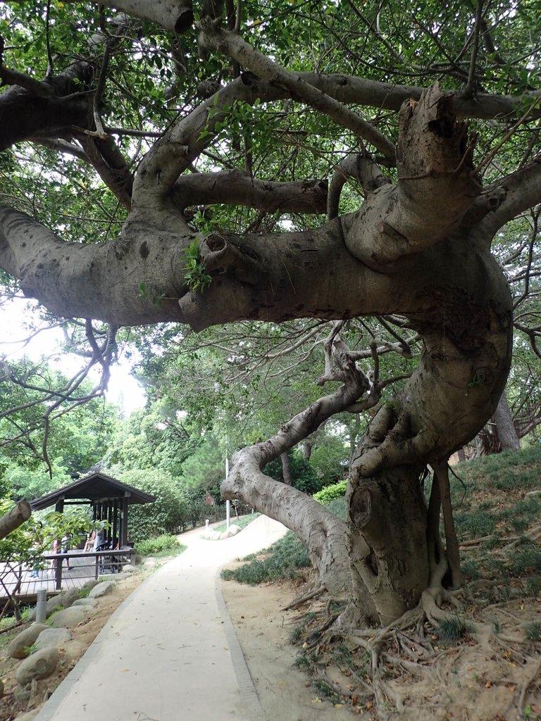 P8227091.JPG - 新竹公園  麗池  湖畔料亭