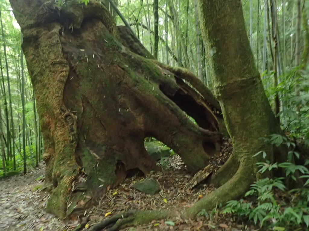 PA231731.JPG - 石壁山  嘉南雲峰步道