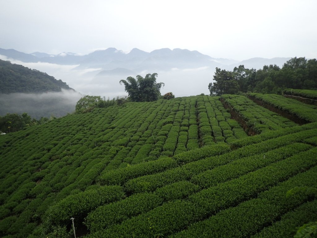 PA231885.JPG - 石壁途中之   茶山雲雨