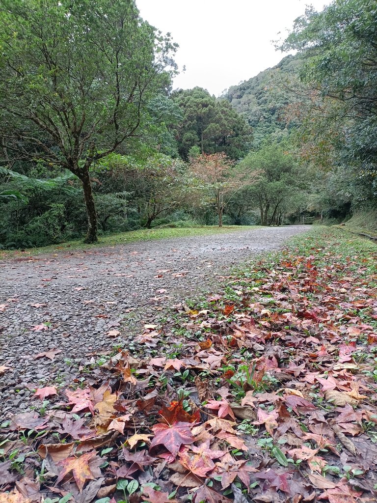 IMG20201215140758.jpg - 東眼山  東滿步道