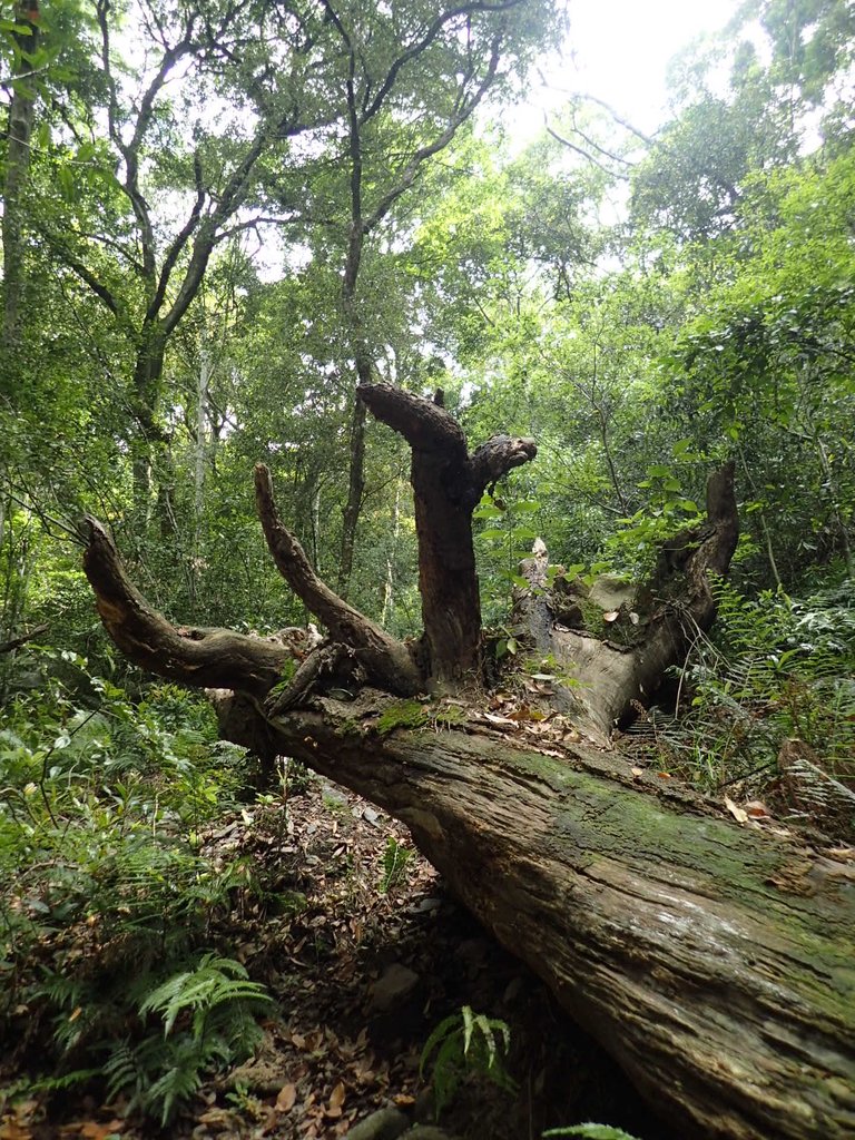 P5012300.JPG - 谷關七雄之  波津加山