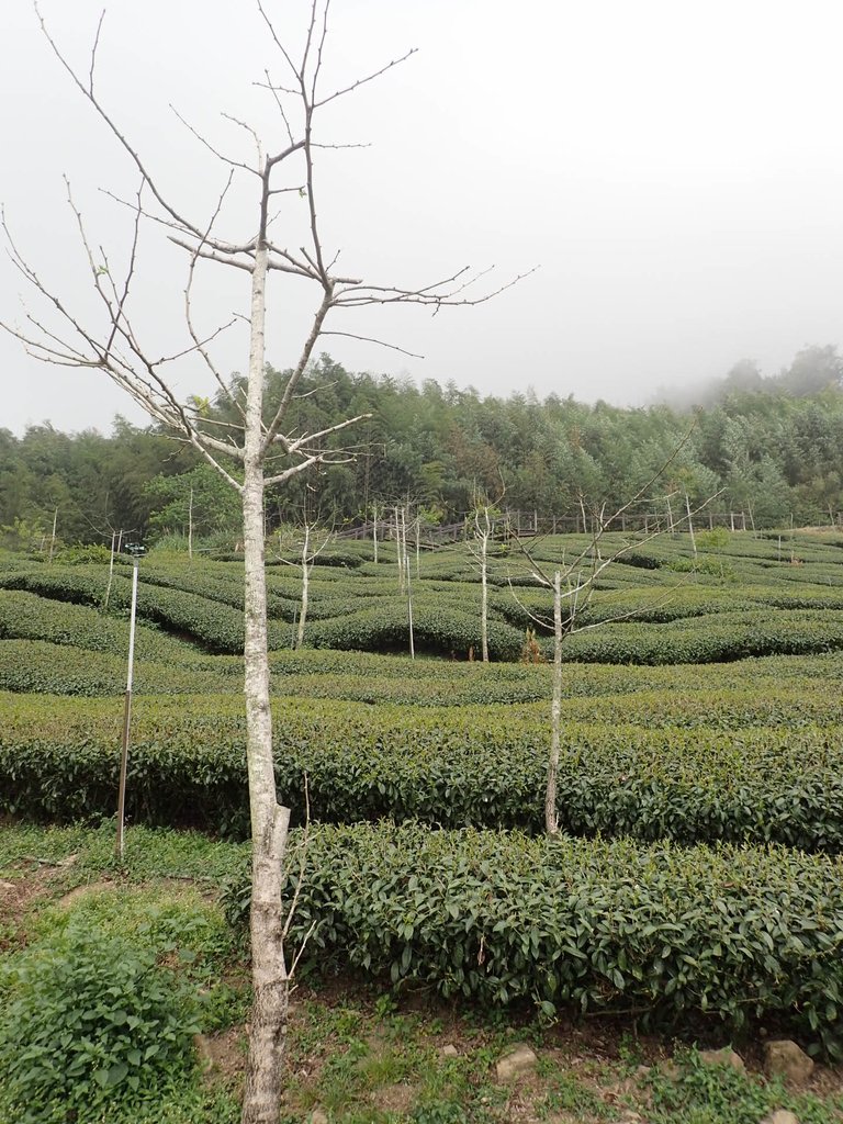 P3257931.JPG - 阿里山  頂石卓茶園之美