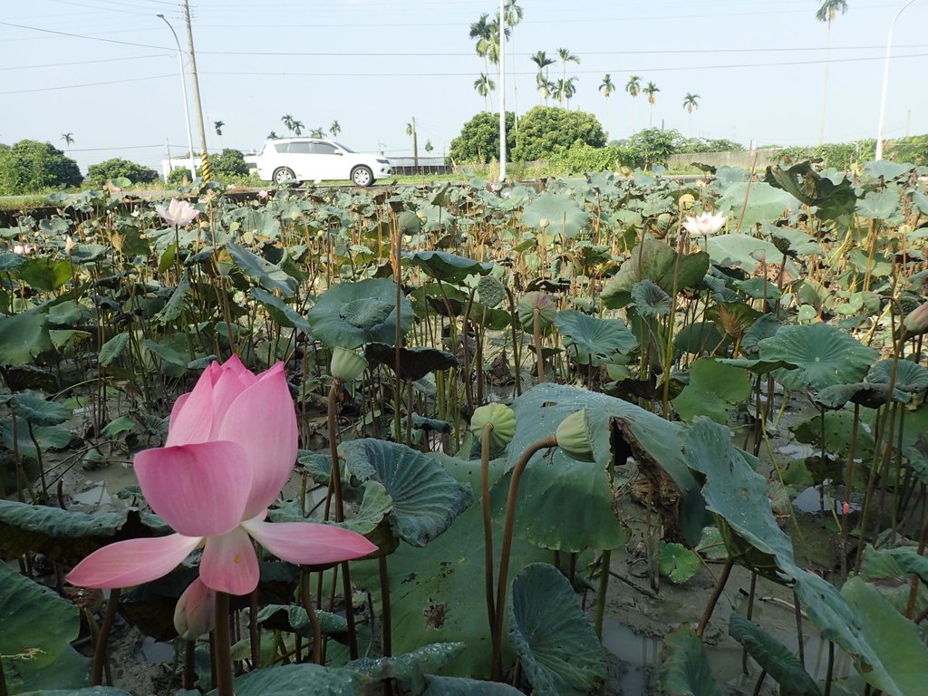 P8045046.JPG - 中埔  義仁村  蓮花池畔