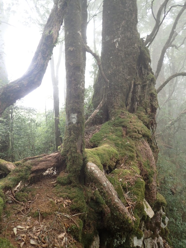 PA185678.JPG - 台中  和平  稍來山南峰