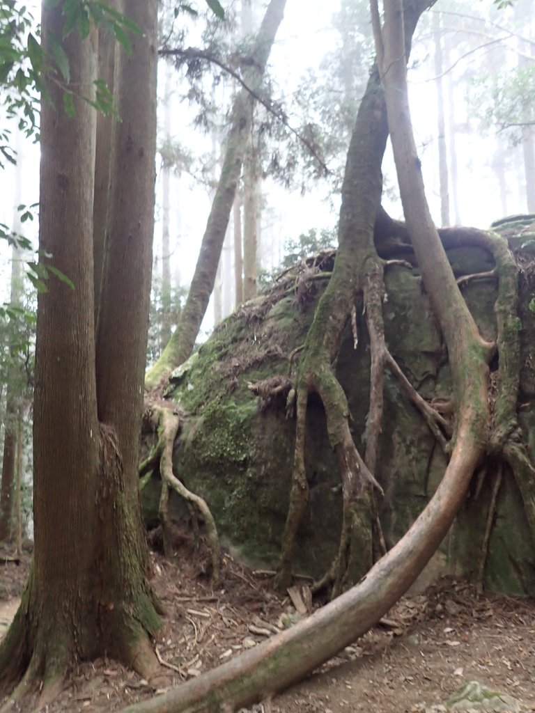 P2034963.JPG - 南庄  加里山  森林鐵道