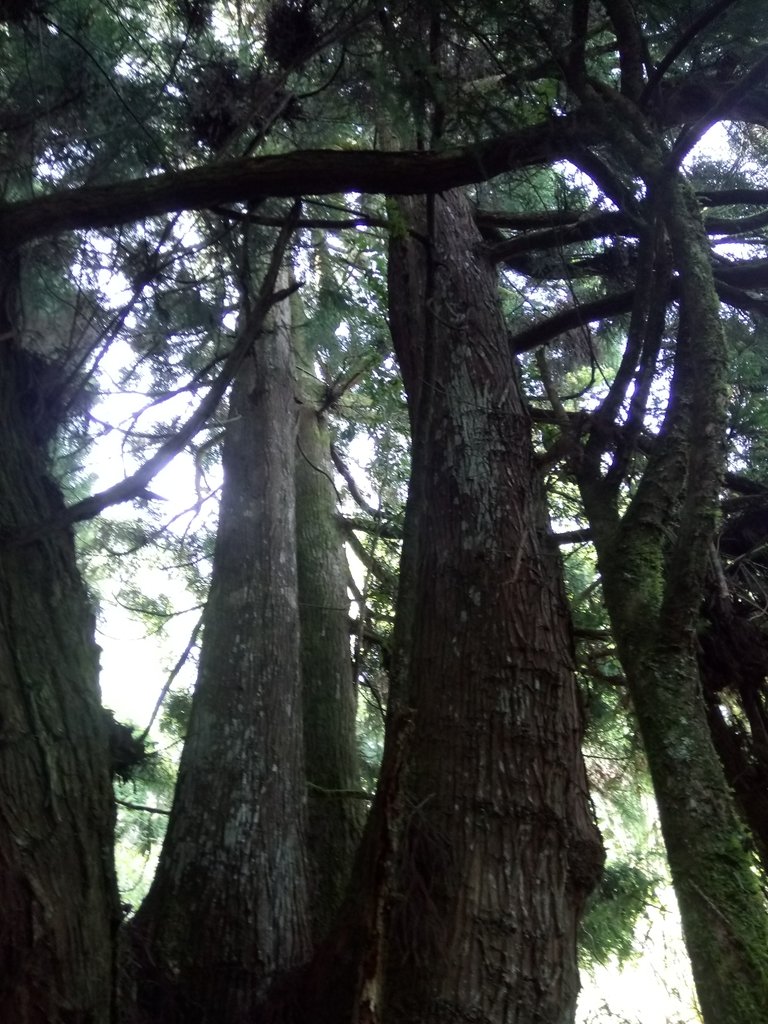 DSC_9918.JPG - 谷關七雄之  馬崙山  (下)