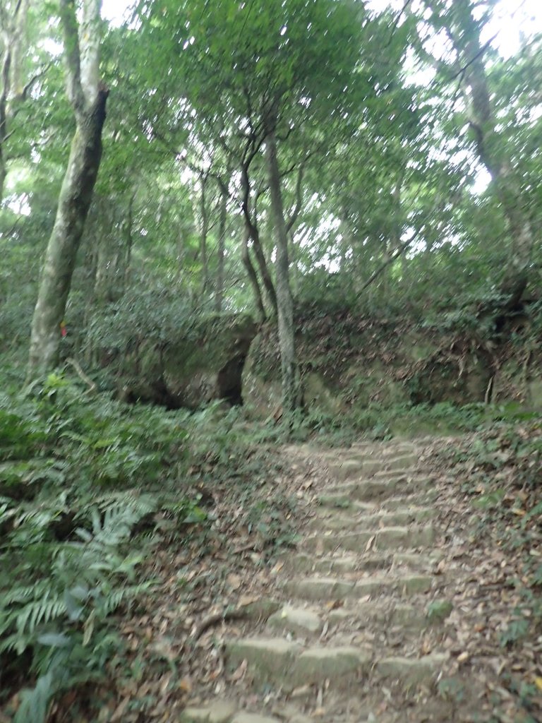 P9108429.JPG - 新竹  五指山登山步道