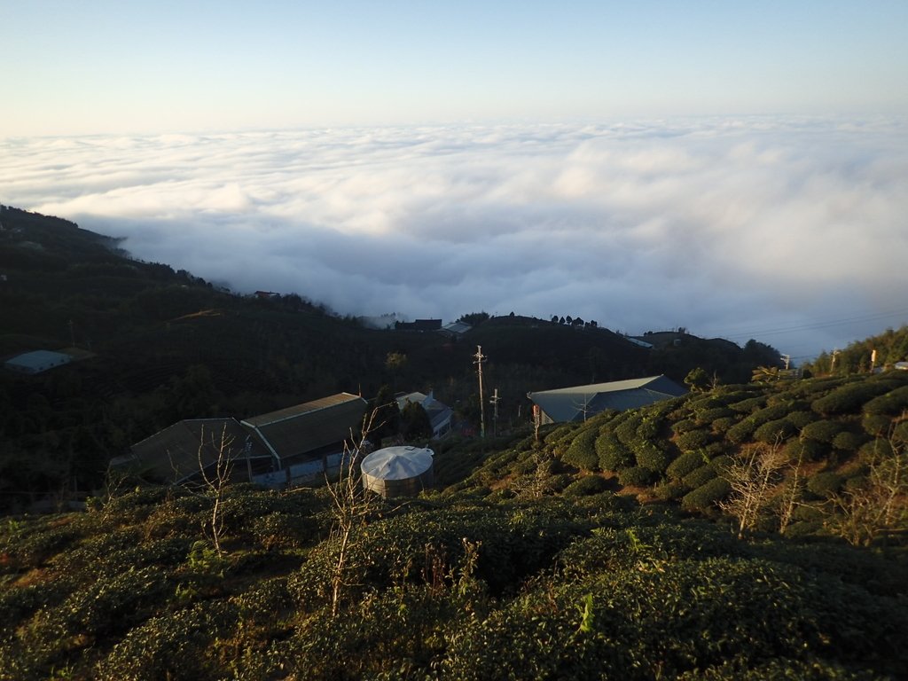 P1076390.JPG - 鹿谷  大崙山  觀霧亭之  暮光