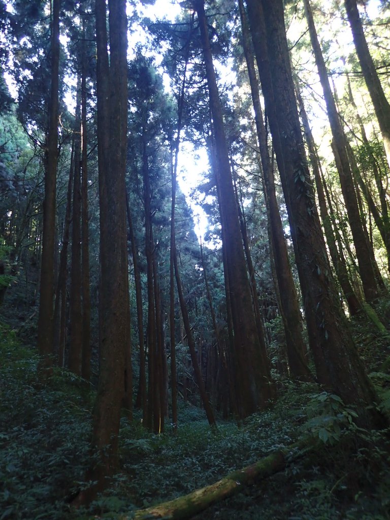 P2056634.JPG - 竹山  嶺頭山  金柑樹山