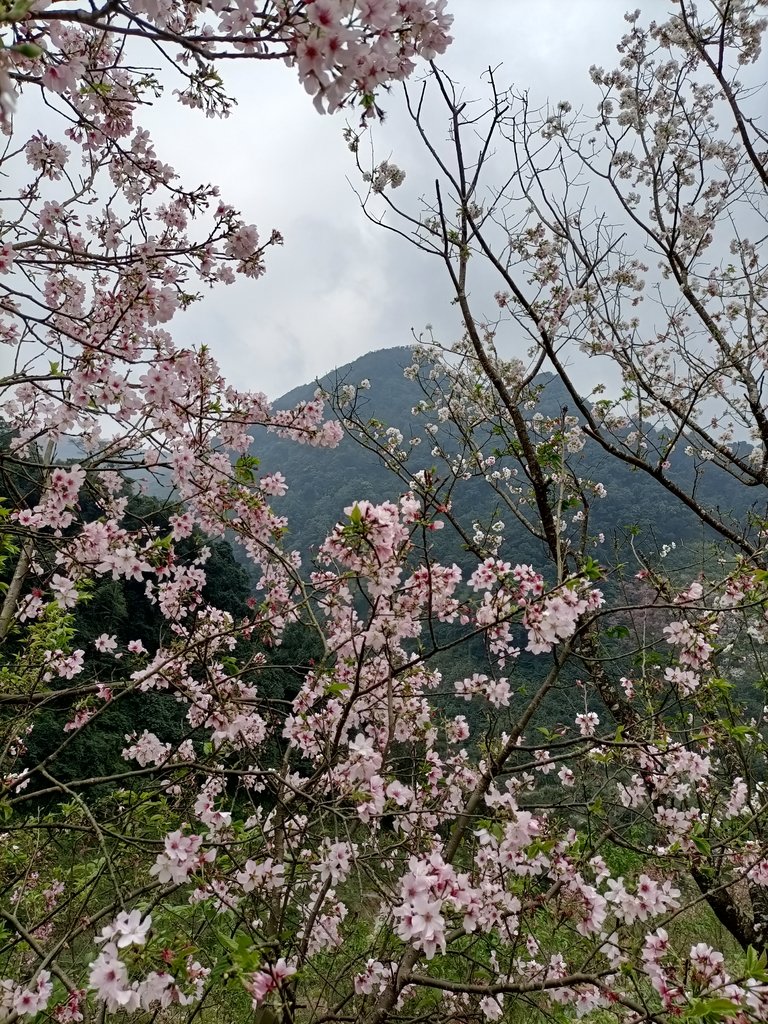 IMG20210226130423.jpg - 三峽  熊空  大熊櫻花林