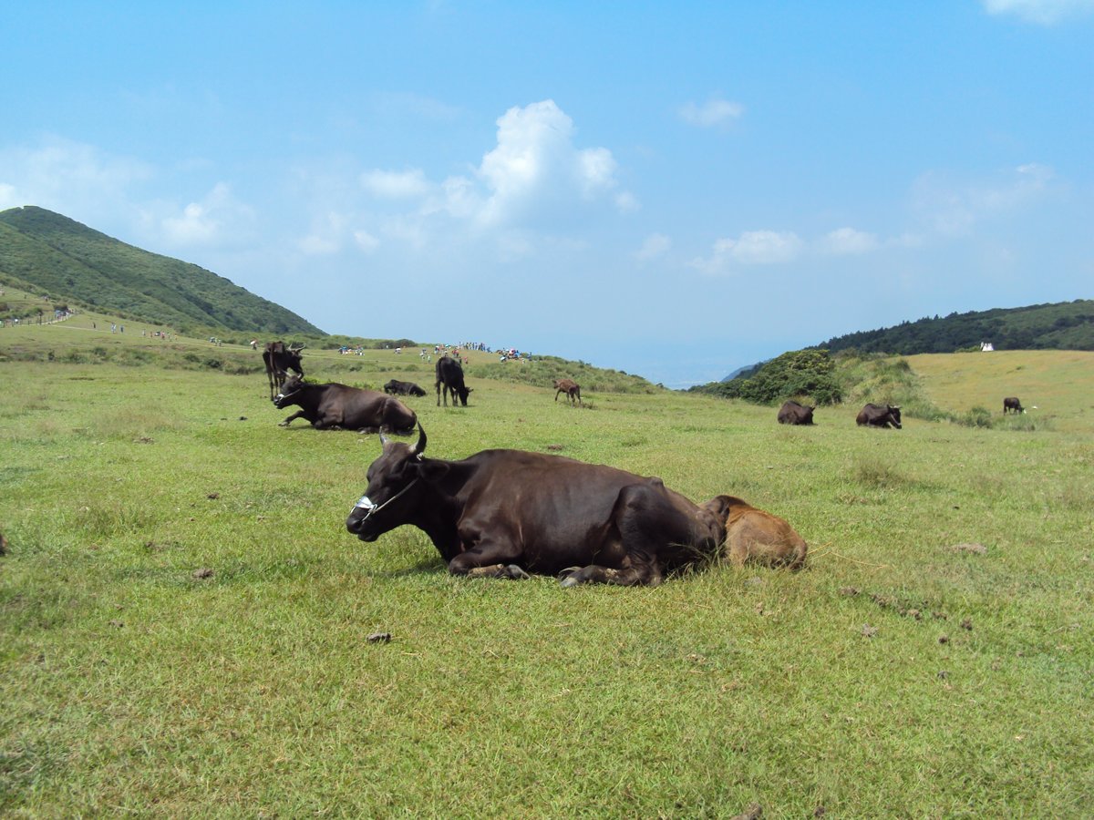 DSC08382.JPG - 七星山之擎天崗