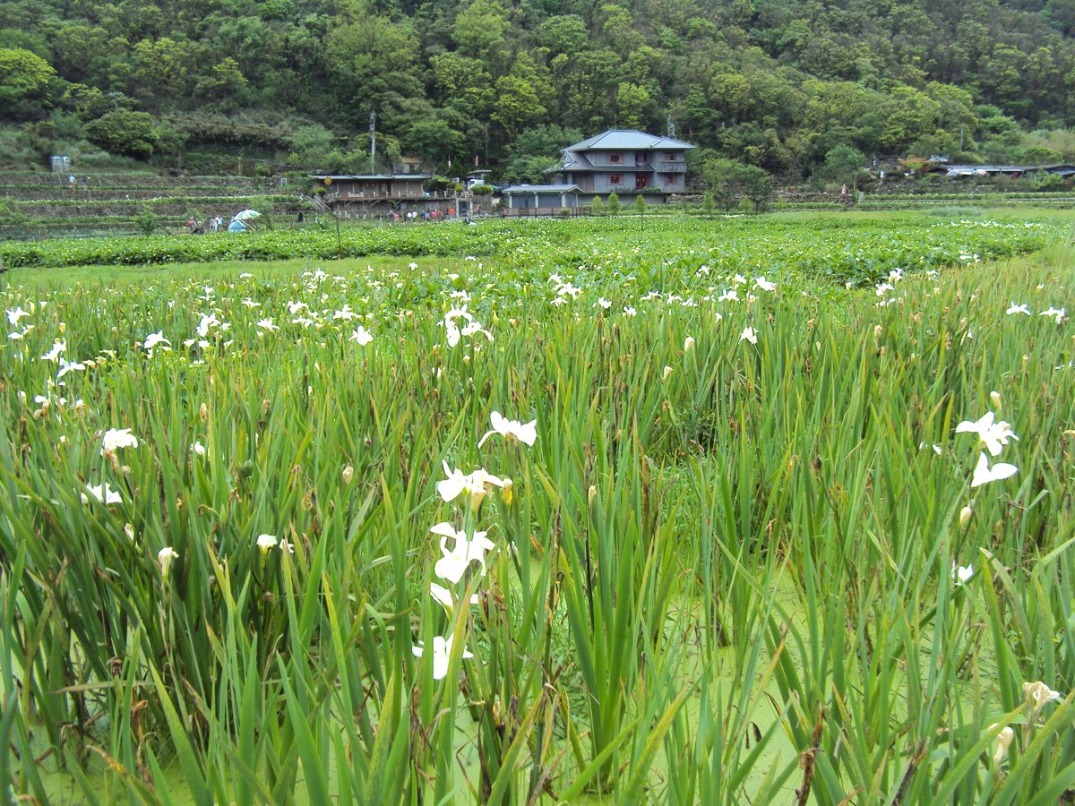 DSC05258.JPG - 竹子湖  白色鳶尾花