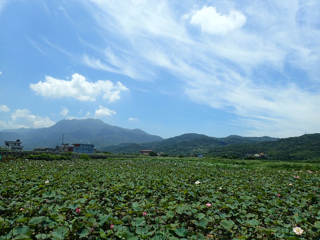 P7296189.JPG - 金山  清水濕地  牡丹蓮園