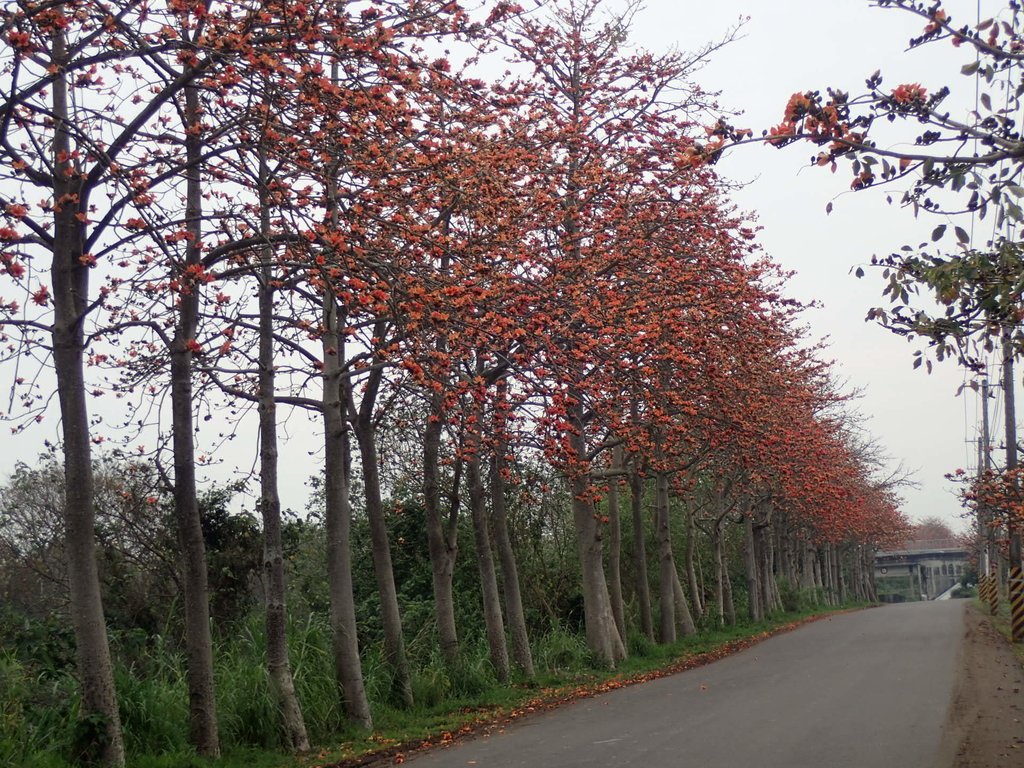 P3066359.JPG - 埤頭  東螺溪  木棉花