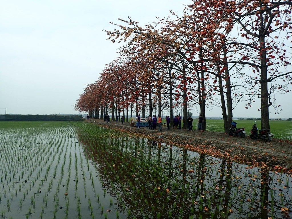 P3066529.JPG - 竹塘  田頭  木棉花道