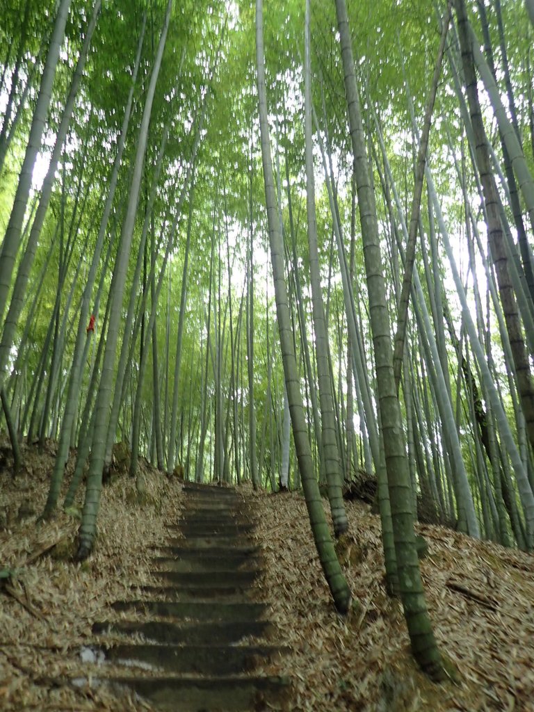 PA231691.JPG - 石壁山  嘉南雲峰步道