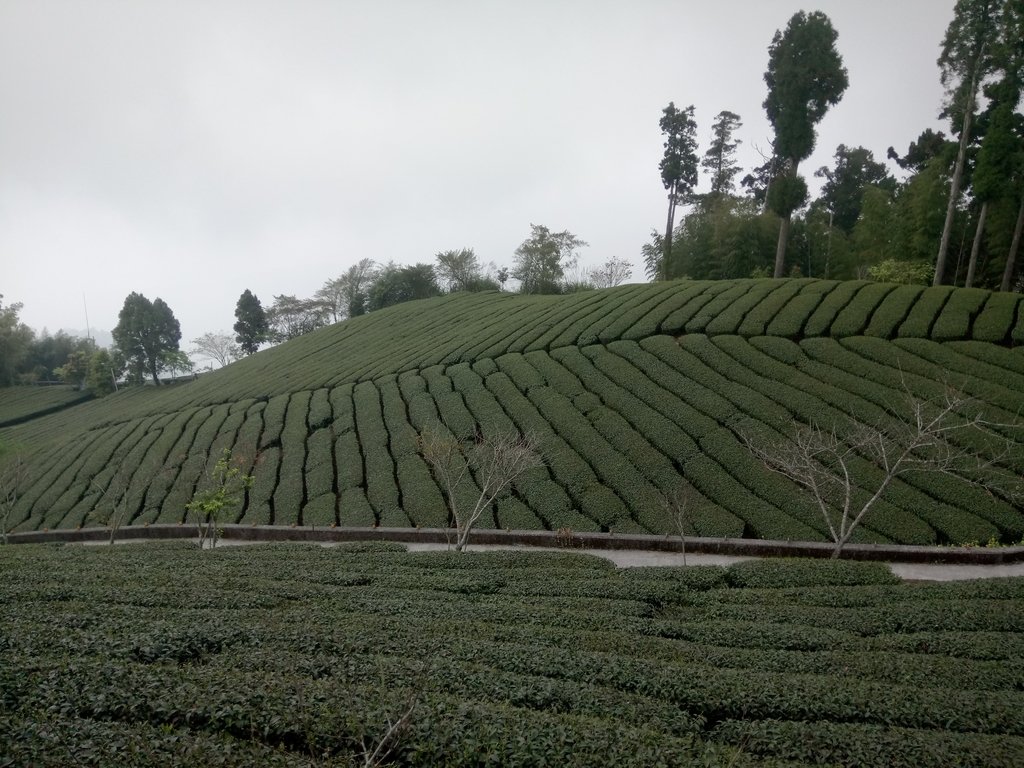 DSC_1477.JPG - 阿里山  頂石卓茶園之美