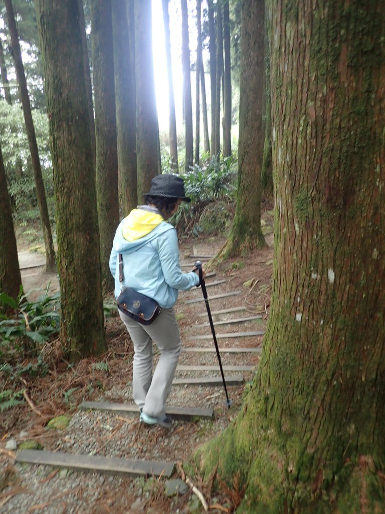 P3257977.JPG - 阿里山  二萬坪步道