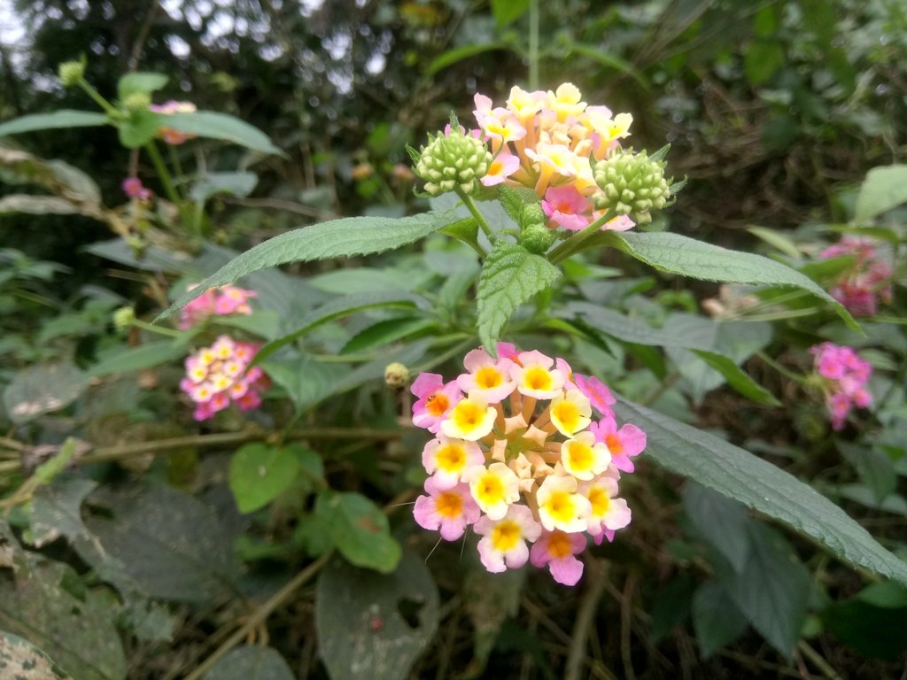 DSC_6040.JPG - 深坑  土庫岳登山步道  (01)