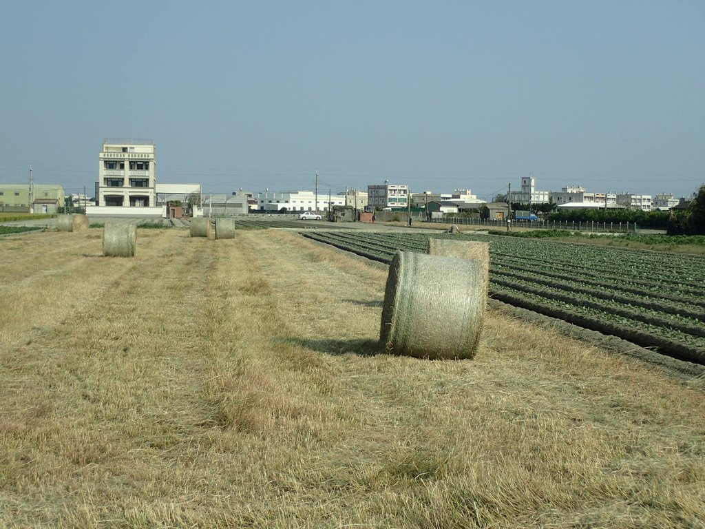 PA196275.JPG - 埔鹽  南勢埔  牧草卷之旅