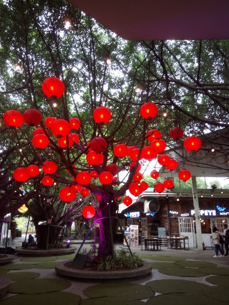 DSC_9232.JPG - 花博公園  蜀葵花季