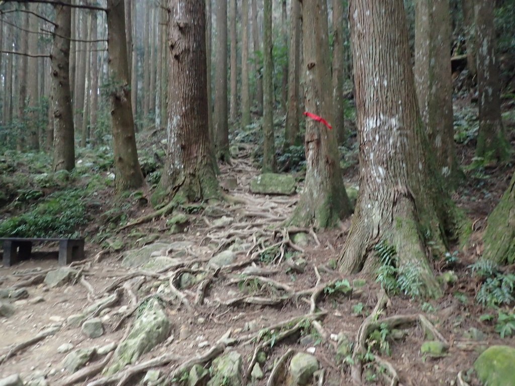 P2034967.JPG - 南庄  加里山  森林鐵道