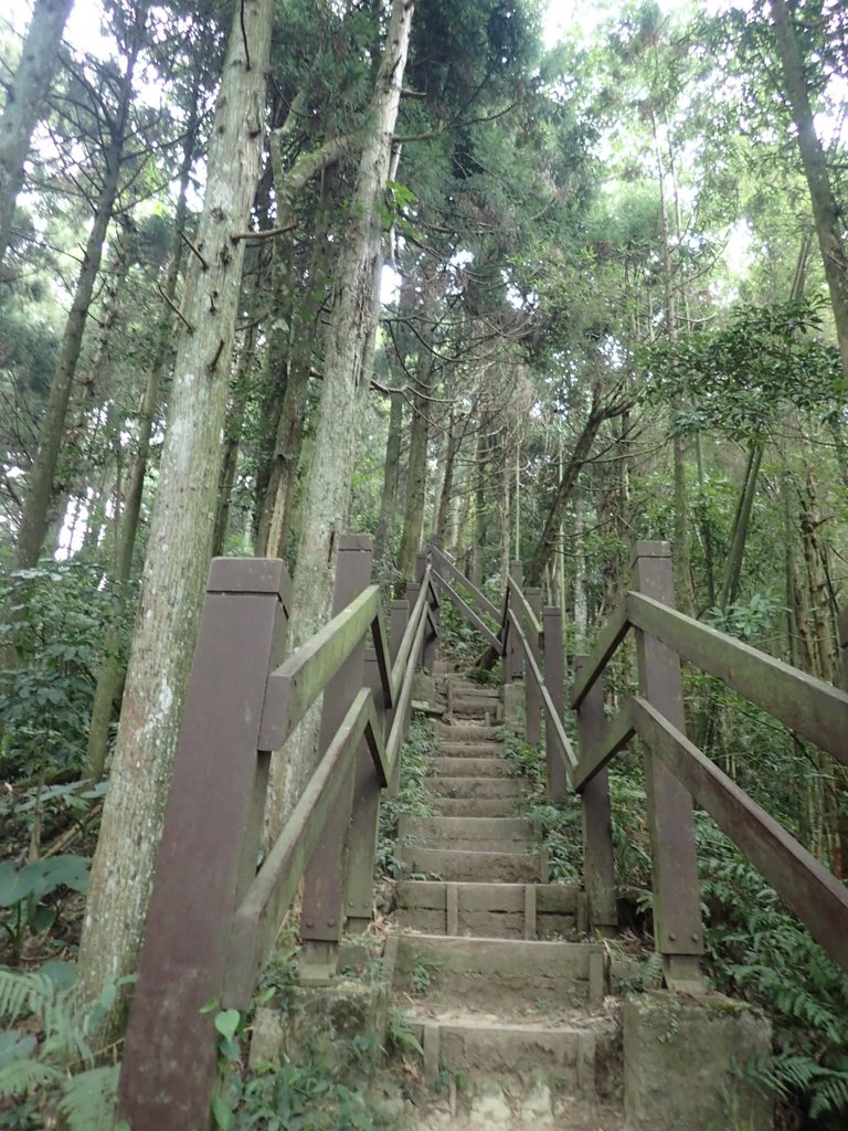 P9108434.JPG - 新竹  五指山登山步道