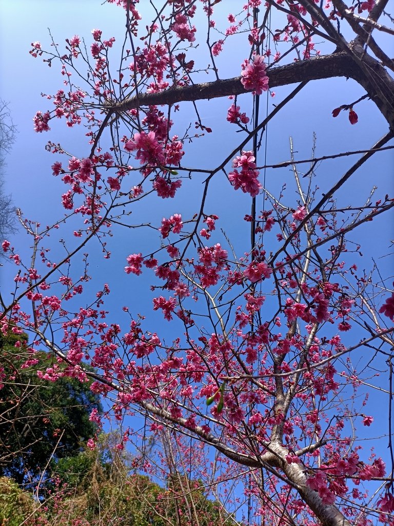 IMG20210130103518.jpg - 竹崎  獨立山登山步道